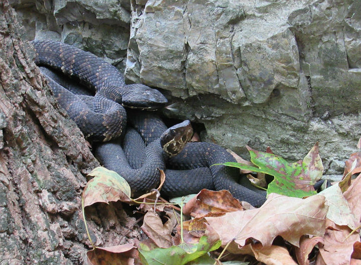 Courting Cottonmouths 